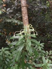 Clerodendrum indicum
