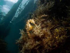 Hippocampus abdominalis