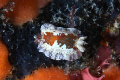 Chromodoris alternata