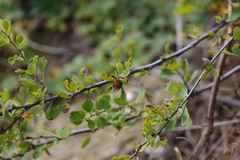 Spiraea aquilegifolia