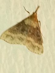 Renia discoloralis
