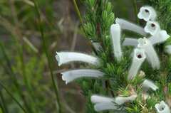 Erica perspicua