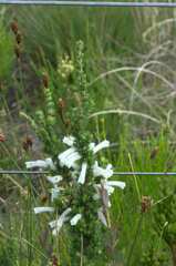 Erica perspicua