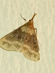 Renia discoloralis