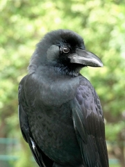 Corvus macrorhynchos levaillantii