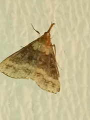 Renia discoloralis