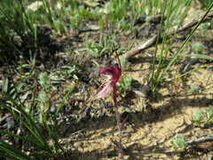 Caladenia reticulata