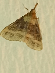 Renia discoloralis