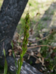 Prasophyllum