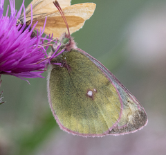 Colias phicomone