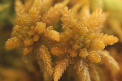 Sphagnum centrale