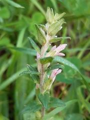 Odontites vernus