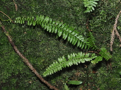 Monachosorum maximowiczii