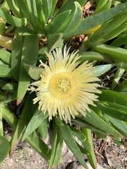 Carpobrotus edulis
