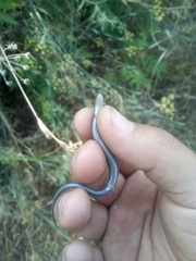 Chalcides striatus
