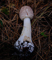Chlorophyllum rhacodes