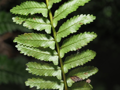 Monachosorum maximowiczii