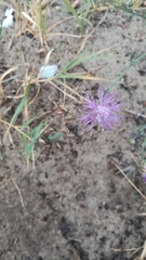 Centaurea