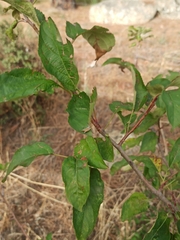 Malus sylvestris