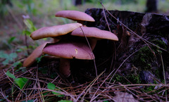 Tricholomopsis rutilans