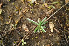 Podocarpus macrophyllus