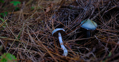 Stropharia caerulea