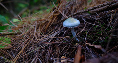 Stropharia caerulea