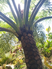Cyathea howeana