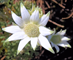 Actinotus helianthi