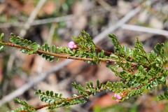 Boronia microphylla