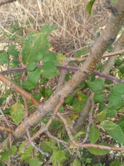 Malus sylvestris