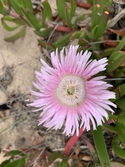 Carpobrotus mellei