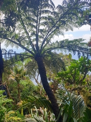 Cyathea howeana