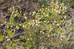 Boronia algida