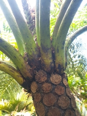 Cyathea howeana