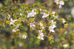 Boronia algida