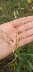 Leersia