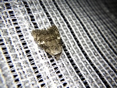 Meganola bryophilalis