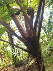 Cyathea