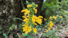 Salvia nipponica