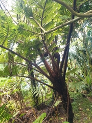 Cyathea