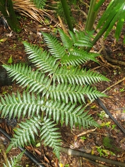 Diplazium melanochlamys