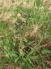 Achillea filipendulina