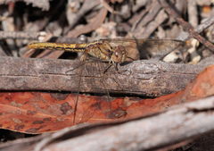 Diplacodes haematodes
