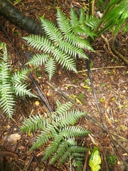 Diplazium melanochlamys