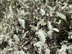 Hermannia althaeoides