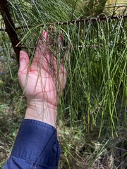 Pinus elliottii