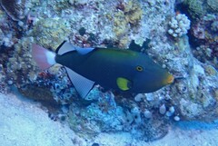 Melichthys vidua