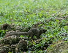 Callosciurus notatus