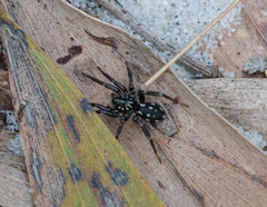 Nyssus albopunctatus
